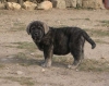 Filename=soto.jpg
Filesize=37KiB
Dimensions=600x479
Date added=%918 %26, %2006 soto.jpg