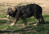 Filename=soto17.jpg
Filesize=39KiB
Dimensions=800x561
Date added=%932 %27, %2006 soto17.jpg