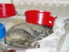 Filename=sou.jpg
Filesize=72KiB
Dimensions=1000x750
Date added=%477 %02, %2007 sou.jpg