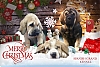 Filename=spanish_grand_kennel.jpg
Filesize=95KiB
Dimensions=960x647
Date added=%927 %31, %2020 spanish_grand_kennel.jpg