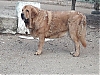 Filename=sultan-1.jpg
Filesize=137KiB
Dimensions=960x720
Date added=%527 %04, %2020 sultan-1.jpg