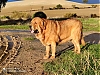 Filename=sultan-2.jpg
Filesize=90KiB
Dimensions=720x540
Date added=%527 %04, %2020 sultan-2.jpg