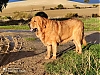 Filename=sultan-3.jpg
Filesize=87KiB
Dimensions=720x540
Date added=%527 %04, %2020 sultan-3.jpg