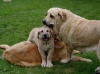 Filename=sultan-cle-baki.jpg
Filesize=11KiB
Dimensions=450x337
Date added=%977 %07, %2006 sultan-cle-baki.jpg