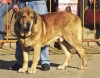 Filename=sultan.jpg
Filesize=36KiB
Dimensions=400x314
Date added=%344 %21, %2006 sultan.jpg
