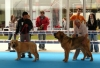 Filename=sunday-puppiesmales2.jpg
Filesize=126KiB
Dimensions=876x600
Date added=%830 %31, %2009 sunday-puppiesmales2.jpg