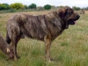 Filename=tigre.jpg
Filesize=16KiB
Dimensions=400x300
Date added=%976 %07, %2007 tigre.jpg