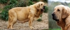 Filename=tigresa.jpg
Filesize=358KiB
Dimensions=927x401
Date added=%623 %08, %2015 tigresa.jpg