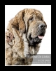 Filename=tigrin-mastin_bestiarium1.jpg
Filesize=68KiB
Dimensions=539x670
Date added=%747 %24, %2013 tigrin-mastin_bestiarium1.jpg