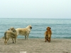 Filename=tornado11.jpg
Filesize=125KiB
Dimensions=800x600
Date added=%941 %31, %2009 tornado11.jpg