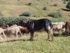 Filename=trabanco-c.jpg
Filesize=130KiB
Dimensions=960x720
Date added=%713 %30, %2014 trabanco-c.jpg