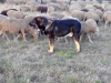 Filename=trabanco-f.jpg
Filesize=59KiB
Dimensions=720x540
Date added=%710 %30, %2014 trabanco-f.jpg
