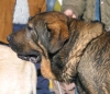 Filename=truanmacho.jpg
Filesize=43KiB
Dimensions=650x561
Date added=%550 %18, %2006 truanmacho.jpg