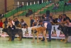 Filename=truhan-leon-pavon.jpg
Filesize=63KiB
Dimensions=800x549
Date added=%334 %04, %2006 truhan-leon-pavon.jpg