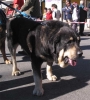 Filename=truman-ring.jpg
Filesize=43KiB
Dimensions=544x600
Date added=%433 %04, %2006 truman-ring.jpg