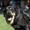 Filename=truman2-hoved.jpg
Filesize=37KiB
Dimensions=583x594
Date added=%366 %26, %2006 truman2-hoved.jpg