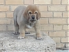 Filename=tula-1.jpg
Filesize=108KiB
Dimensions=960x720
Date added=%516 %04, %2020 tula-1.jpg