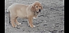Filename=tula-2.jpg
Filesize=64KiB
Dimensions=925x450
Date added=%516 %04, %2020 tula-2.jpg