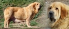 Filename=tula_gen.jpg
Filesize=388KiB
Dimensions=927x401
Date added=%586 %08, %2015 tula_gen.jpg