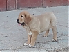 Filename=tula~0.jpg
Filesize=75KiB
Dimensions=960x720
Date added=%516 %04, %2020 tula~0.jpg