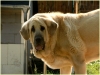 Filename=uma~0.jpg
Filesize=127KiB
Dimensions=646x486
Date added=%780 %29, %2012 uma~0.jpg