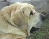 Filename=valenciahoved.jpg
Filesize=31KiB
Dimensions=400x327
Date added=%767 %05, %2006 valenciahoved.jpg