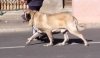 Filename=walk.jpg
Filesize=12KiB
Dimensions=460x268
Date added=%591 %02, %2006 walk.jpg