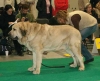 Filename=wds-basil_mastifland,.jpg
Filesize=22KiB
Dimensions=487x397
Date added=%008 %12, %2006 wds-basil_mastifland,.jpg