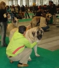 Filename=wds-champion_class_males.jpg
Filesize=24KiB
Dimensions=398x454
Date added=%008 %12, %2006 wds-champion_class_males.jpg