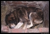 Filename=workingmastinbabia02.jpg
Filesize=70KiB
Dimensions=840x580
Date added=%809 %01, %2006 workingmastinbabia02.jpg