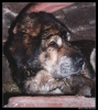 Filename=workingmastinbabia03.jpg
Filesize=73KiB
Dimensions=754x840
Date added=%808 %01, %2006 workingmastinbabia03.jpg