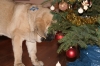 Filename=xmas.jpg
Filesize=256KiB
Dimensions=600x400
Date added=%914 %18, %2008 xmas.jpg