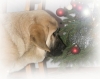 Filename=xmas1.jpg
Filesize=163KiB
Dimensions=500x395
Date added=%914 %18, %2008 xmas1.jpg
