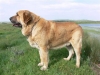 Filename=zagal_body.jpg
Filesize=47KiB
Dimensions=640x480
Date added=%455 %29, %2007 zagal_body.jpg