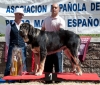 Filename=zarpa_de_la_filtrosa,_mejor_joven_macho.jpg
Filesize=128KiB
Dimensions=960x819
Date added=%648 %12, %2013 zarpa_de_la_filtrosa,_mejor_joven_macho.jpg