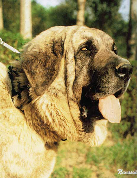 Tigre
Impressive head used as model for a stamp (World Dog Show Madrid, Spain 1983)  

TIGRE, un impresionante cabeza sirvió de modelo para la confección de un sello conmemorativode la Exposición Mundial Madrid 1983. 

La Revista del Perro 1993 - © Copyright - Carlos Salas, Spain  

Keywords: 1983