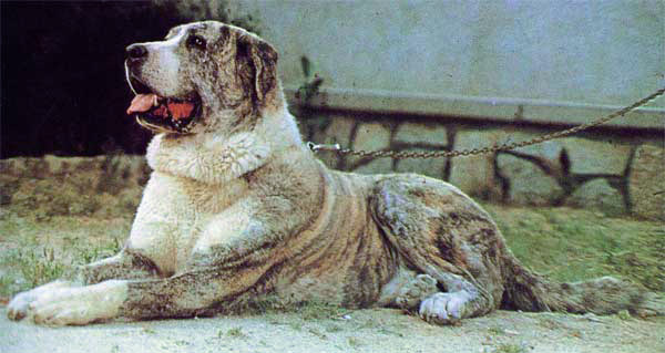 Tigretón - Best in Show, I Monográfica AEPME 1981
TIGRETON, vencedor absoluto de la 1ª Monográfica de la AEPME,
celebrada en abril 1981 

La Revista del Perro 1993 - © Copyright - Carlos Salas, Spain  

Keywords: 1981