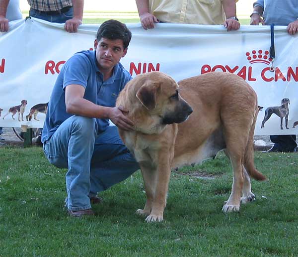 Tina de Babia - Open Class Females - AEPME Monográfica, Valencia de Don Juan, León, 18.09.2004
(Ch. Ulises de Babia x Rubia de las Cañadas) 
Breeder: Pedro Álvarez, owner: Alfonso Piris  
 
  

Keywords: 2004 torreanaz