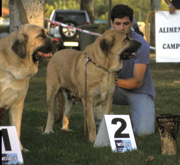 1º Milena de Hazas de Cesto, 2º Tina de Babia - Open Class Females - AEPME Monográfica, Valencia de Don Juan, León, 18.09.2004
Milena de Hazas de Cesto: (Emperador de Hazas de Cesto x Dama de Hazas de Cesto) Breeder & owner: José Fernando Uslé Rugama
Tina de Babia: (Ch. Ulises de Babia x Rubia de las Cañadas) Breeder: Pedro Álvarez, owner: Alfonso Piris 

 

Keywords: 2004