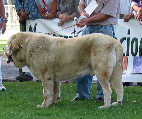 Titan de Autocan - Open Class Males- AEPME Monográfica, Valencia de Don Juan, León, 18.09.2004
(Roki II de Autocan x Leona de Autocan)
Breeder & owner: Isidro García  

Keywords: 2004 autocan