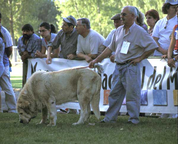 Titan de Autocan - Open Class Males - AEPME Monográfica, Valencia de Don Juan, León, 18.09.2004
(Roki II de Autocan x Leona de Autocan)
Breeder & owner: Isidro García  

Keywords: 2004 autocan