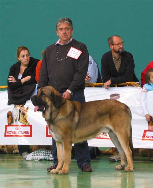 Tiziano de Babia, VG - Young Class Males - XXV Monográfica AEPME 30.10.2005
(Apolo de Cueto Negro x Concha de Babia)
Born: 10.08.2004
Breeder: Pedro Alvarez Barriada
Owner: Andrés Hernández Padro  

Keywords: 2005