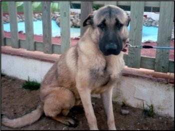 Adoption 2012 - TONO
From: www.8patas.es/adopcion_perros/mastin_espanyol-97787.html

TONO, adorable Mastín en adopción urgente

Raza: Mastín Español
Sexo: Macho
Edad: 2 años
Color: MARRON
Ciudad: Tarragona

Mensaje:
Me llamo TONO, soy un guapisimo Mastin de 2 años y medio de vida. Soy un mastin muy bueno, tranquilo, muy noble y supercariñoso. Mis tristes ojos reflejan el dolor de mi alma por no poder vivir en el seno de una familia humana a la que alegrar mis dias con mi gran corazon. Vivo en una perrera que en breve cerrará sus puertas y necesito ADOPCION URGENTE para no verme en la calle: necesito el calor humano, asi mis ojos volverán a brillar. ADOPTAME, TE NECESITO!! Se entrega con contrato de adopcion, esterilizado, vacunado, desparasitado y con microchip. 

¿Quieres adoptar a TONO, ADORABLE MASTIN EN ADOPCION URGENTE?

Regístrate como usuario 8patas haciendo www.8patas.es/form-usuario.html. 
Si ya estás registrado identíficate con tus datos de USUARIO y CLAVE y podrás contactar con el responsable del anuncio. 

