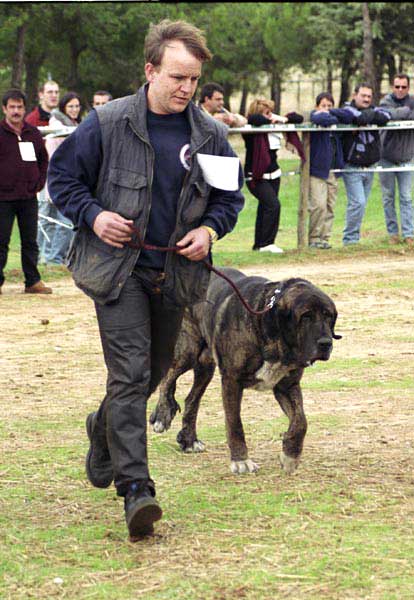 Torote de los Lirones, Exc. 1 - Clase Veteranos - XXI Monográfica AEPME 2001
(Beleño de los Lirones x Almendra de los Lirones)
Born: 20.10.1993
Breeder: Eugenio Peña
Owner: Elke Lachmann  




Keywords: 2001 torote veteran veterano