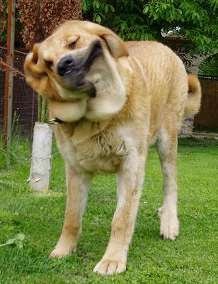 Historia Tornado Erben - 10 months old
Druso de la Aljabara x Ch. Cassandra Tornado Erben
Keywords: tornado puppy cachorro