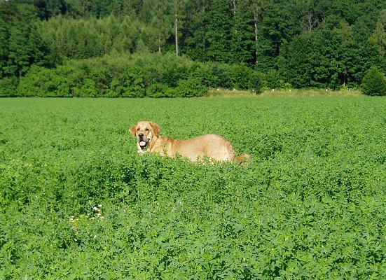 Historia Tornado Erben (10,5months)
Mastin in nature...
(Druso de la Aljabara x Cassandra Tornado Erben)
Keywords: tornado