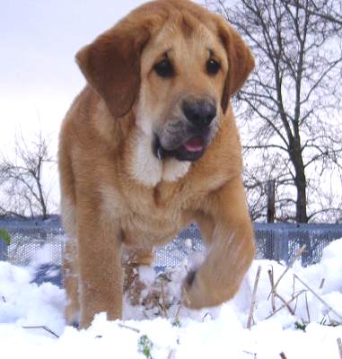 Historia Tornado Erben - 3,5 months
Druso de la Aljabara x Ch.Cassandra Tornado Erben  

Keywords: tornado puppy cachorro snow nieve