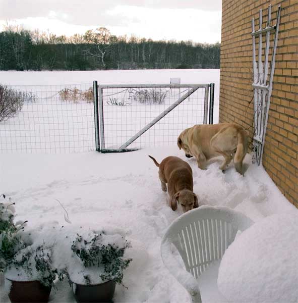 Toro de la Peña Mora and Liva (Vizsla) - winter 2005
Keywords: sallytoro snow nieve