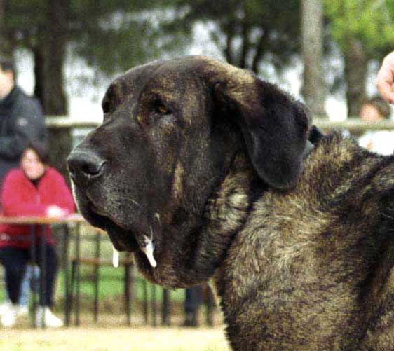 Torote de Los Lirones, Exc. 1 - Veteran Class - XXI Monográfica AEPME 2001
(Beleño de Los Lirones x Almendra de Los Lirones)
Born: 20.10.1993
Breeder: Eugenio Peña
Owner: Elke Lachmann 

Photo: Jonas Nielsen - © Copyright. 
Keywords: mono01 head portrait cabeza torote