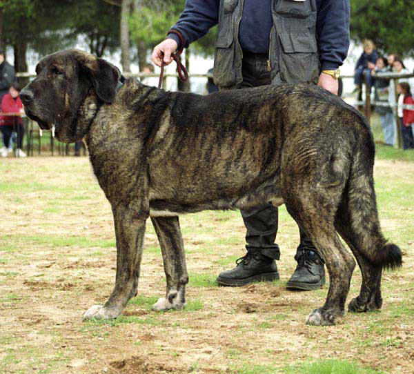 Torote de los Lirones, Exc. 1 - Clase Veteranos - XXI Monográfica AEPME 2001
(Beleño de los Lirones x Almendra de los Lirones)
Born: 20.10.1993
Breeder: Eugenio Peña
Owner: Elke Lachmann  




Keywords: torote 2001 veteran veterano